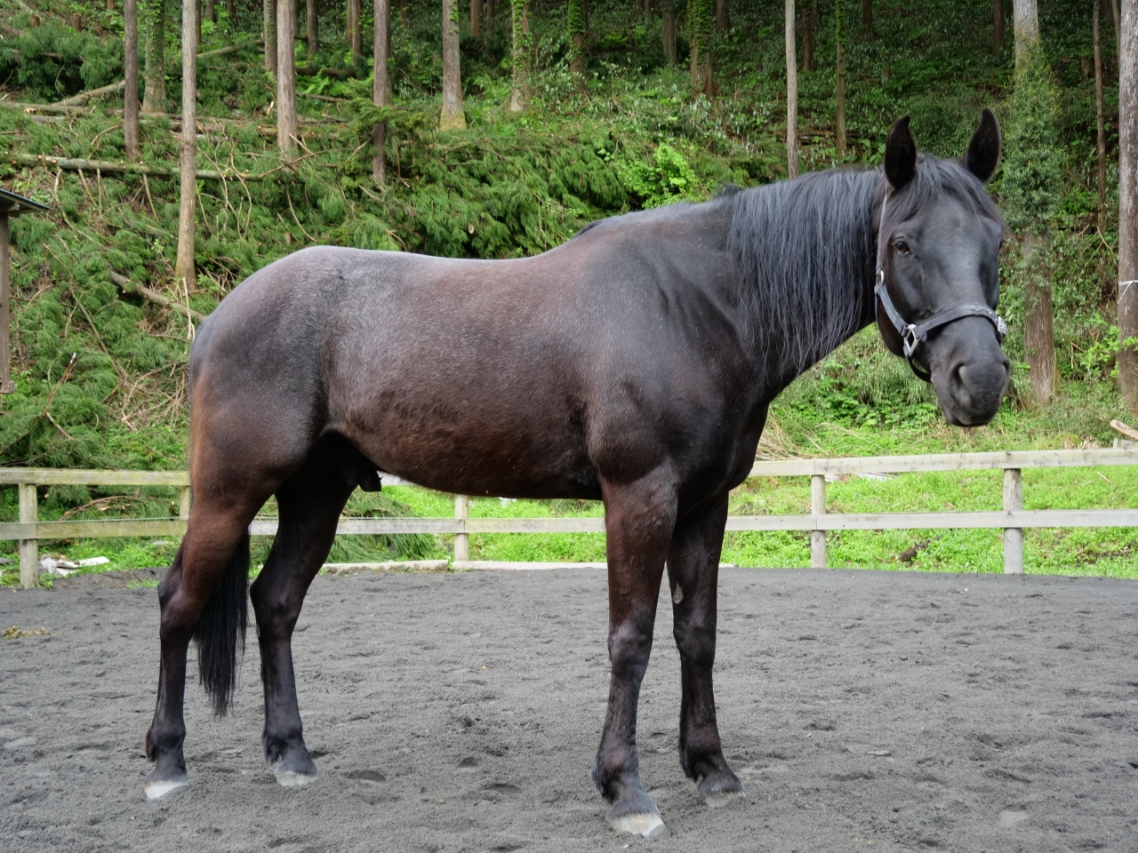 馬の紹介