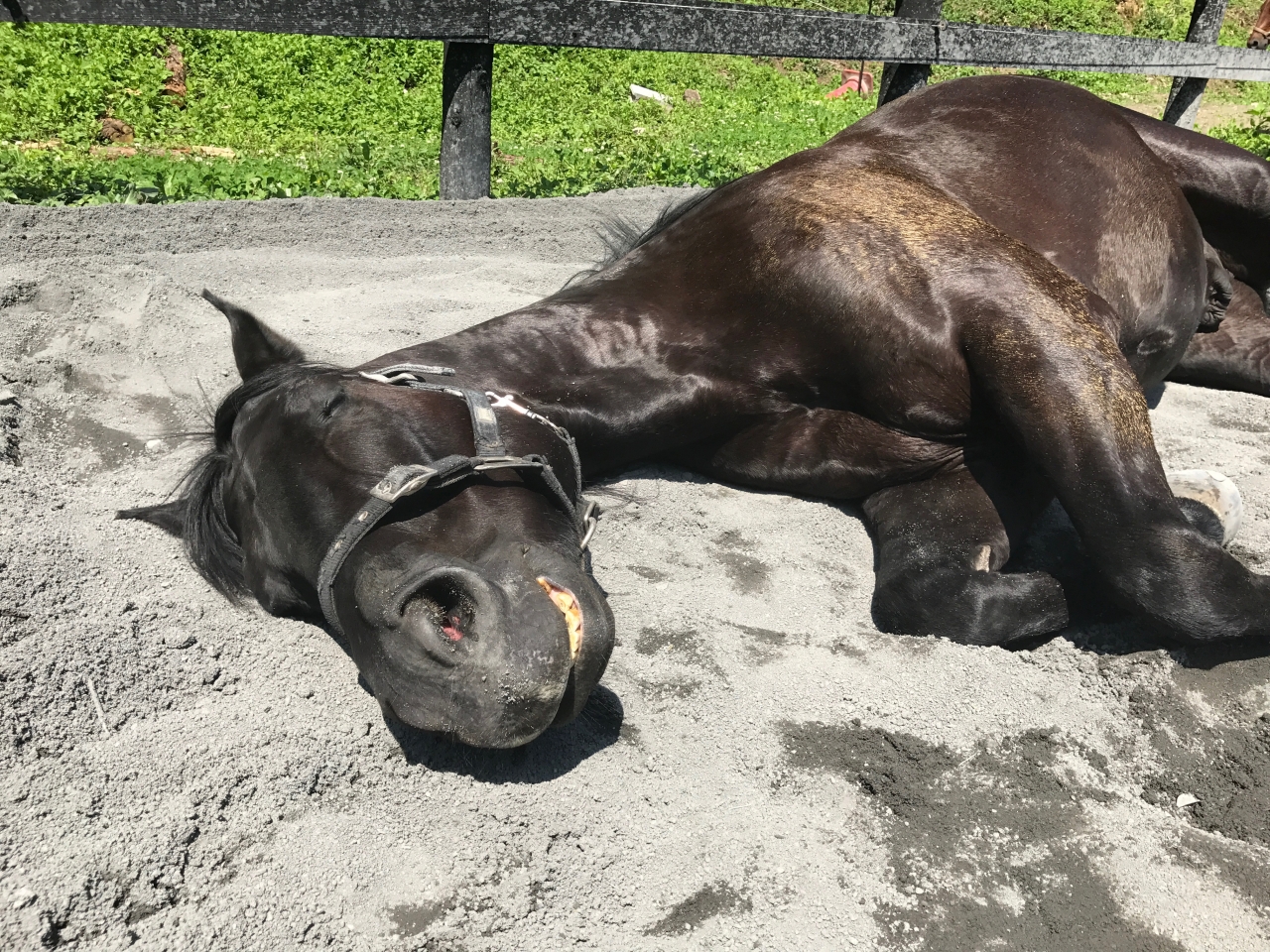 馬の紹介