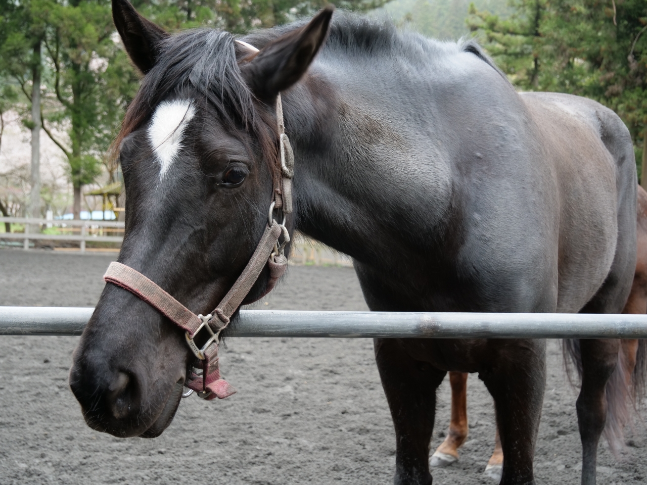 馬の紹介