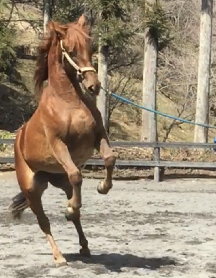 馬の紹介