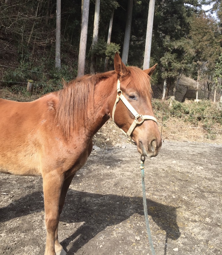 馬の紹介