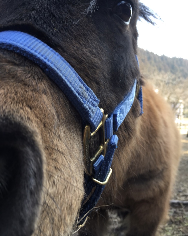 馬の紹介