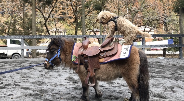 馬の紹介