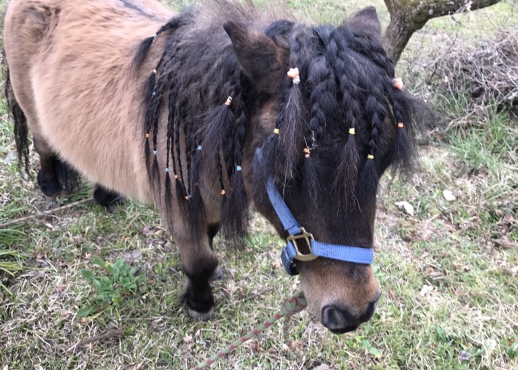 馬の紹介
