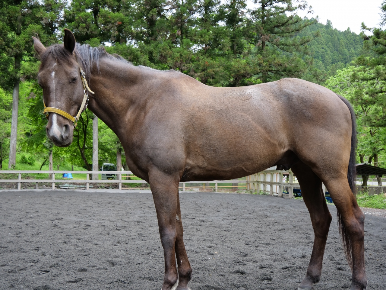 馬の紹介