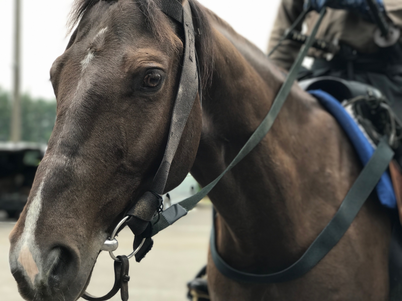 馬の紹介