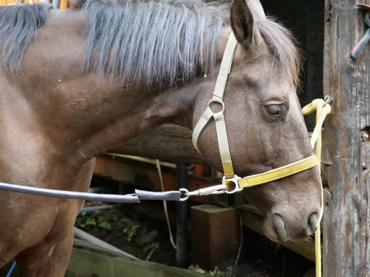 馬の紹介