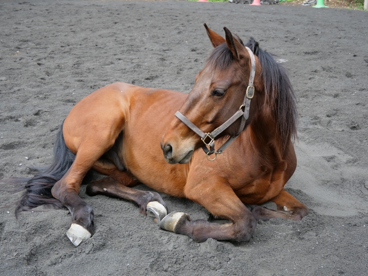 馬の紹介