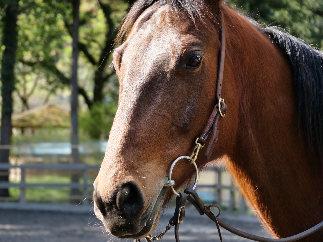 馬の紹介