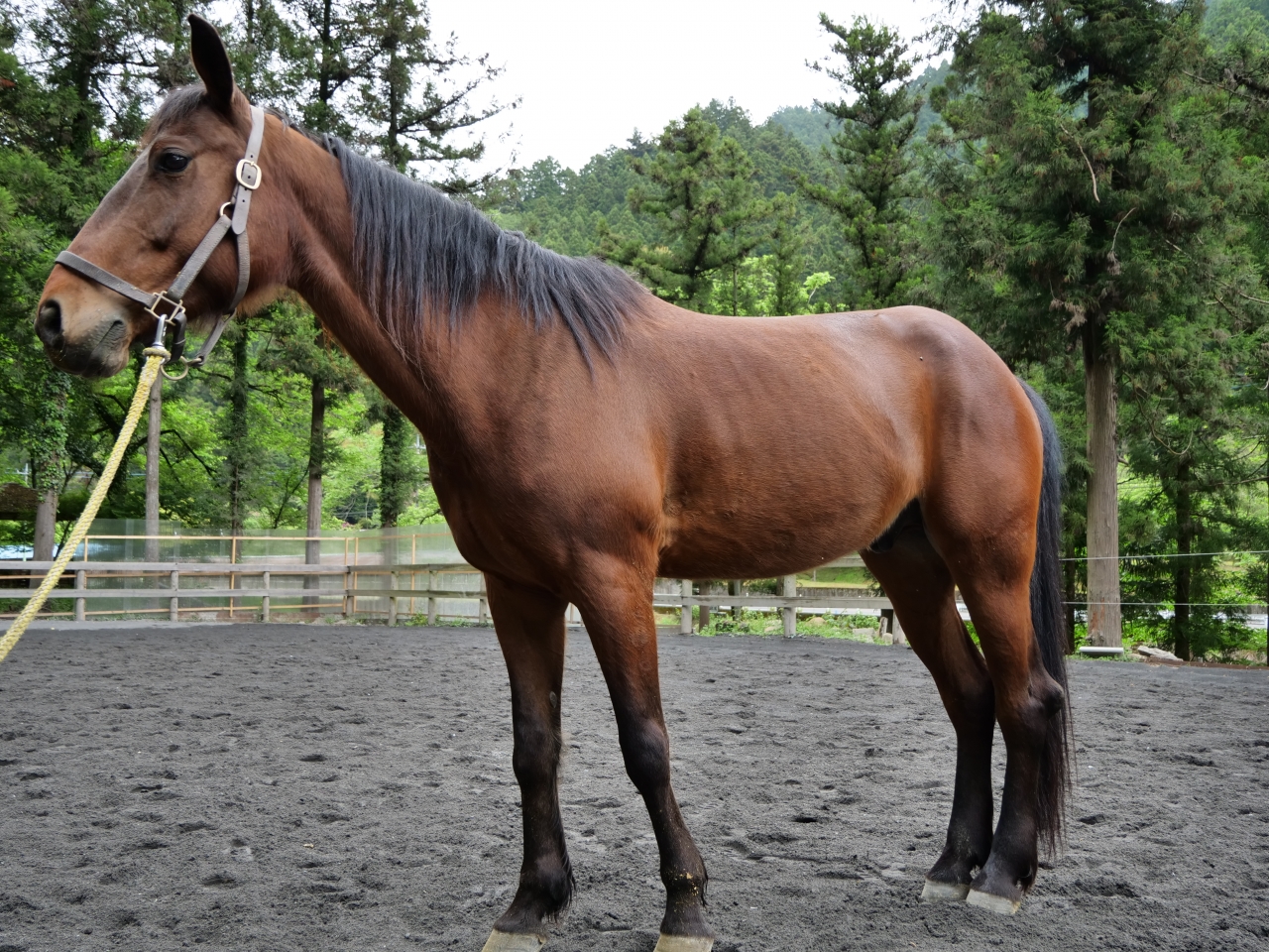 馬の紹介