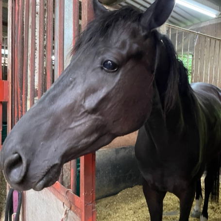 馬の紹介