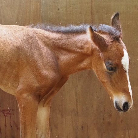 馬の紹介