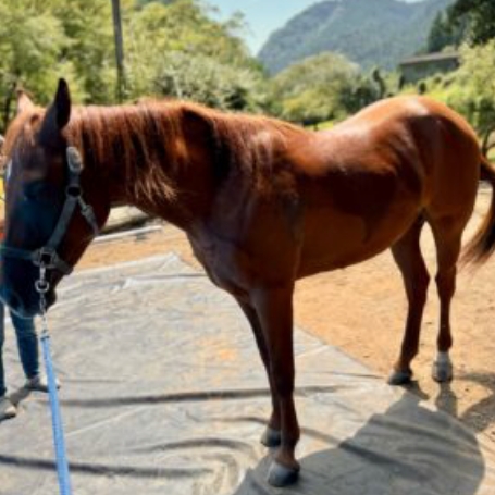 馬の紹介