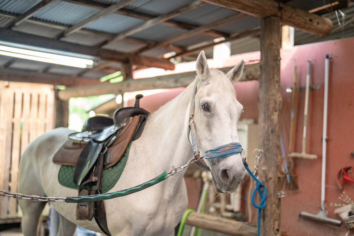GOCOO HORSE VILLAGEとは？