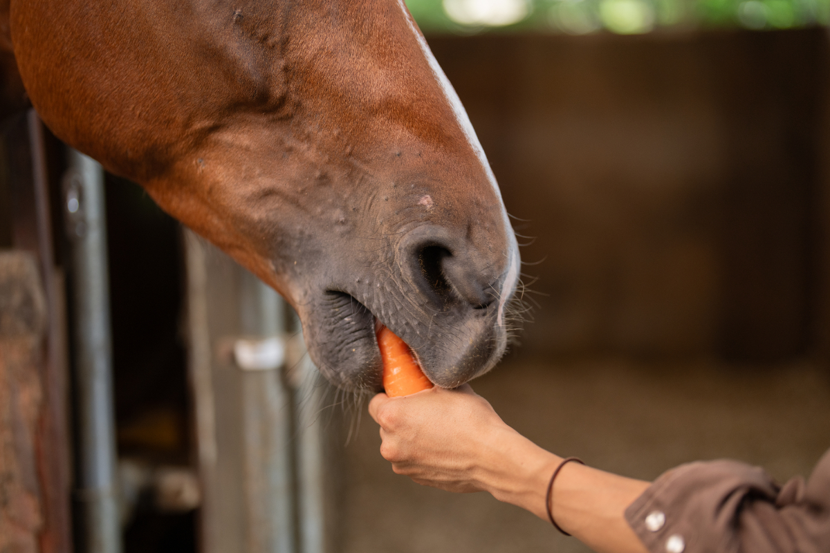 撮影に使われる 優秀な馬たちとのふれあい