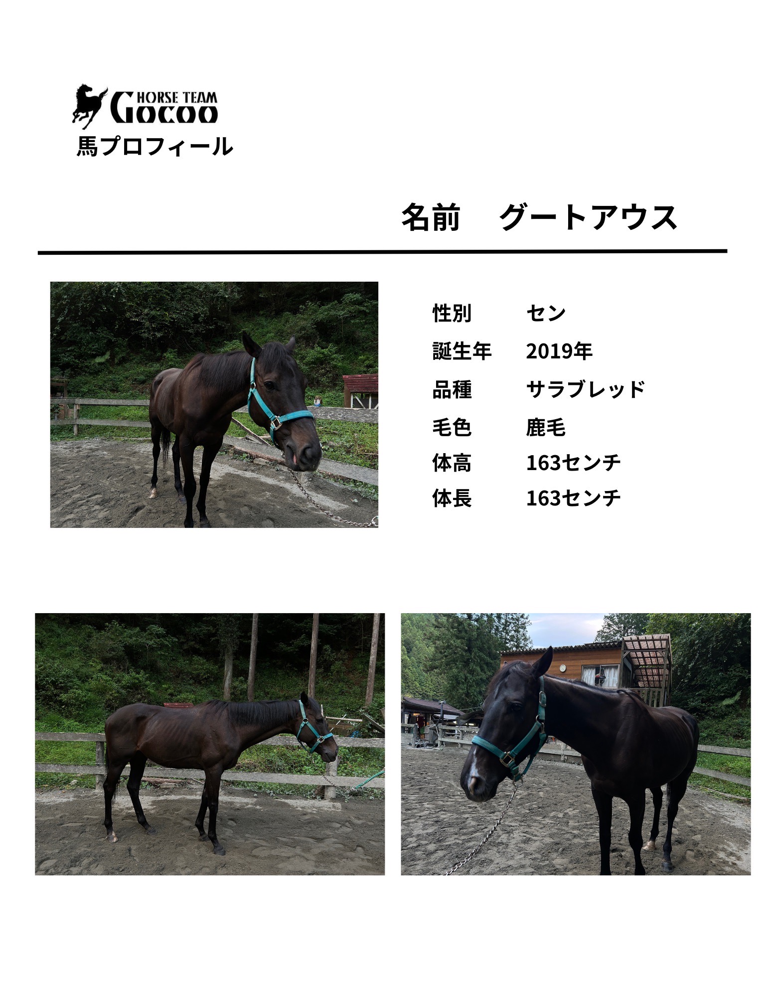 馬の紹介