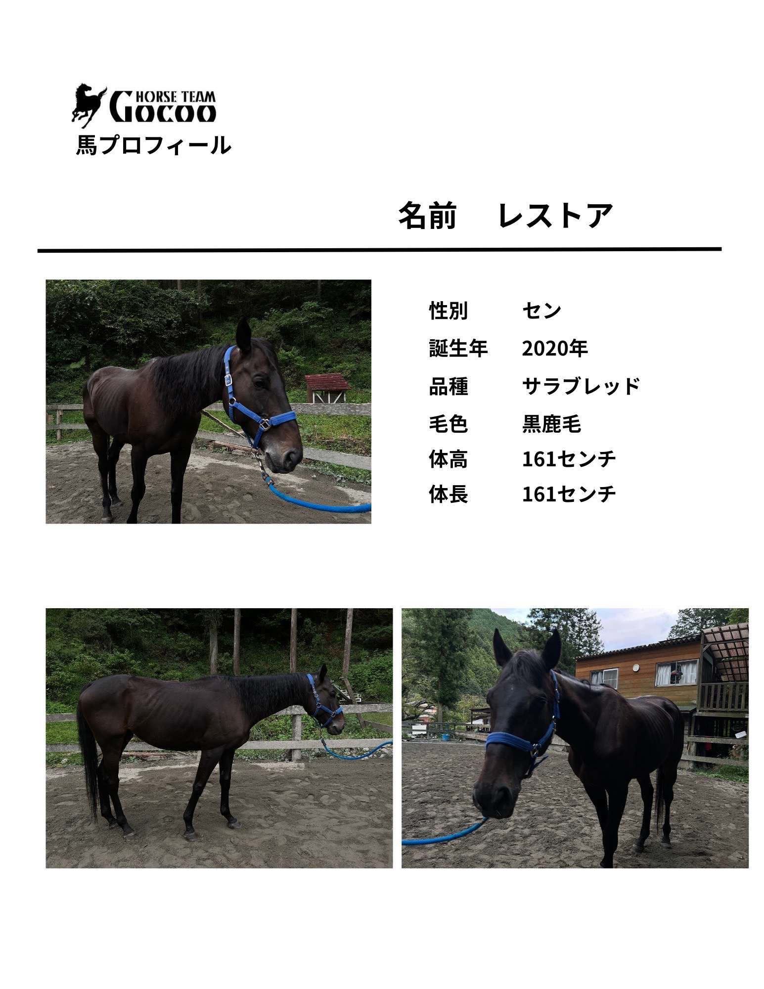 馬の紹介